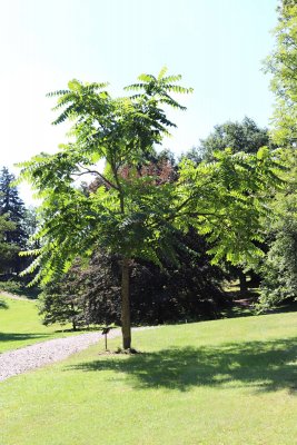 Ailanthus altissima - pajasan žláznatý - celek (81)